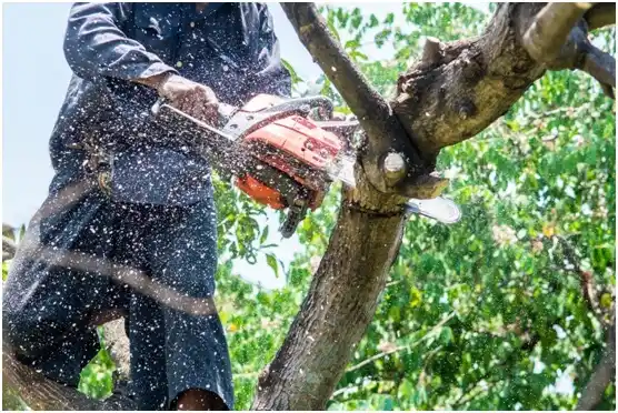 tree services Ringwood